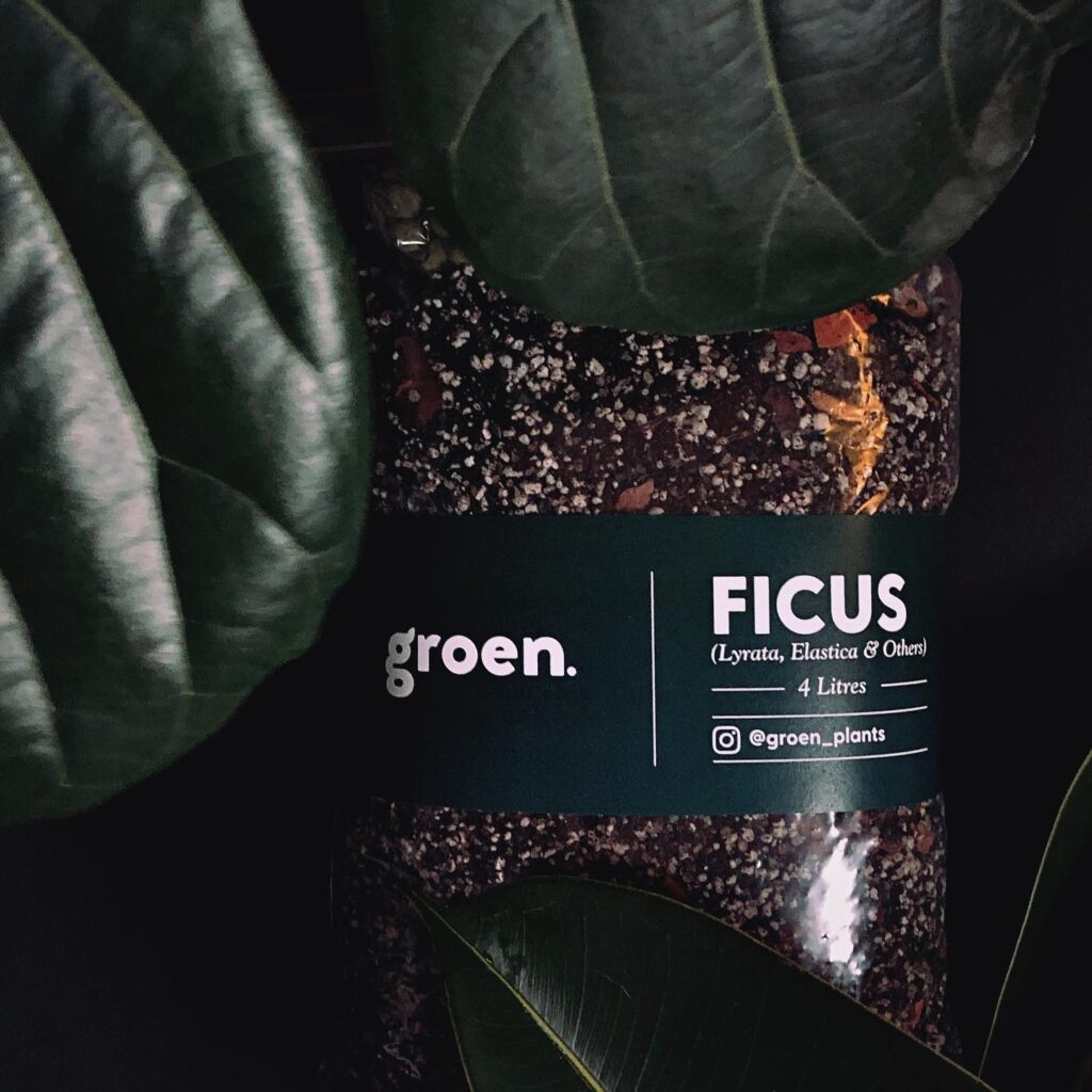 Soil-Ficus Mix (4L)